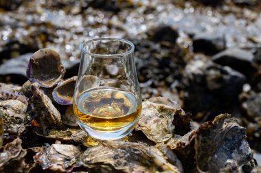 Malt ya da karışık viski tatmak ve deniz yatağında algler, taşlar ve istiridyelerle arka planda, İskoçya, İngiltere 'de özel viski damıtma turları yapmak.