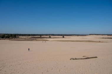 Kuzey Brabant 'taki Hollanda ulusal parkında yürüyüş yolları sarı kumlu kum tepeleri, çam ağacı ormanı ve kurumuş çöl bitkileri, doğa geçmişi