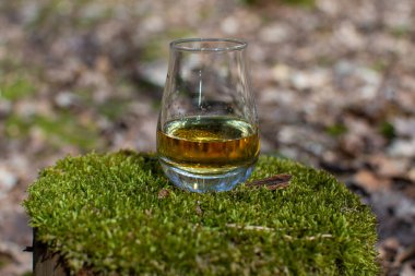 İskoçya 'da ormandaki yeşil yosunlarla kaplı eski kütüğün üzerinde viski kadehi tadıyorum.
