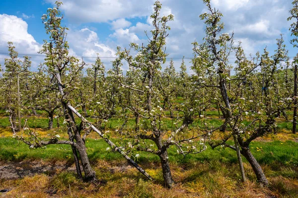 Frühling Weiße Blüte Von Birnbäumen Auf Obstplantagen Zeeland Niederlande — Stockfoto