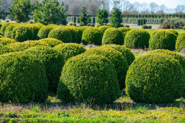 オランダ 北ブラバントの木の保育園で栽培されている観賞用の木とボックスのトピアルボール植物 — ストック写真