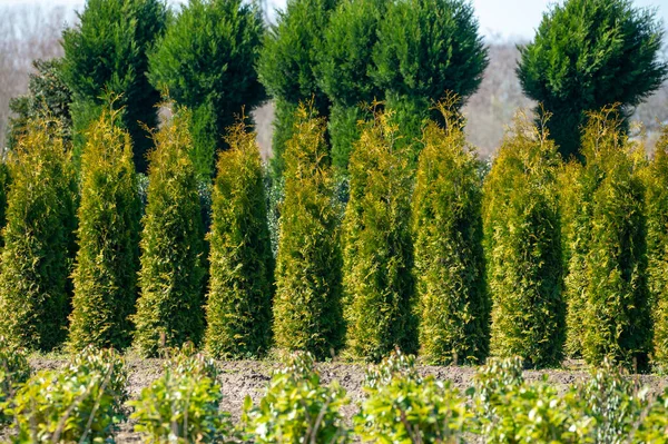 オランダ 北ブラバントの木保育園のプランテーションで栽培されている観賞用の木や植物 — ストック写真