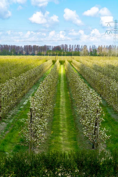 Hollanda, Zeeland 'deki meyve bahçelerinde armut ağaçlarının bahar beyaz çiçeği.