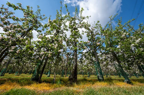 Hollanda Zeeland Deki Meyve Bahçelerinde Elma Ağaçlarının Bahar Pembe Çiçekleri — Stok fotoğraf