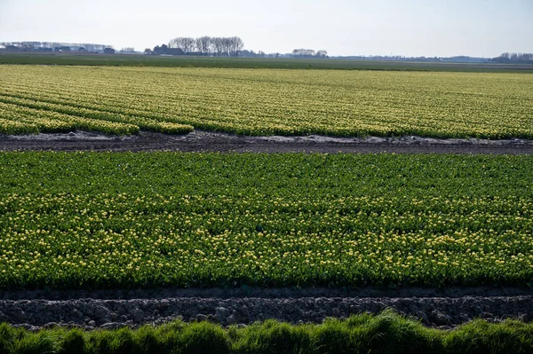Hollanda 'da lale soğanları üretimi, Zeeland' de çiçek açan lale çiçekleriyle renkli bahar tarlaları