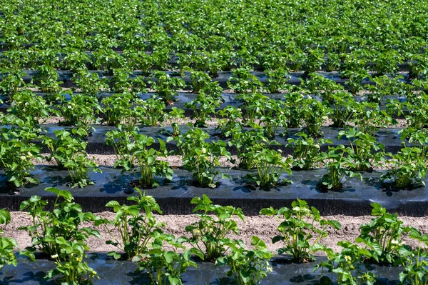 Genç çilek bitkilerinin tomurcukları açık havada yetişiyor plastikle kaplı toprakta.