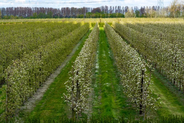 Hollanda, Zeeland 'deki meyve bahçelerinde armut ağaçlarının bahar beyaz çiçeği.