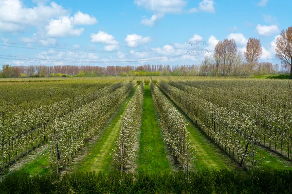 Hollanda, Zeeland 'deki meyve bahçelerinde armut ağaçlarının bahar beyaz çiçeği.