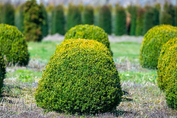 オランダ 北ブラバントの木の保育園で栽培されている観賞用の木とボックスのトピアルボール植物 — ストック写真