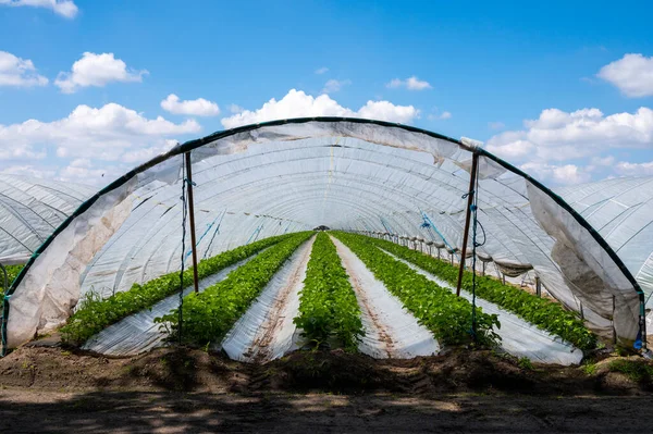 Plantations Blossoming Strawberry Plants Growing Open Greenhouse Constructions Covered Plastic — Stock Photo, Image