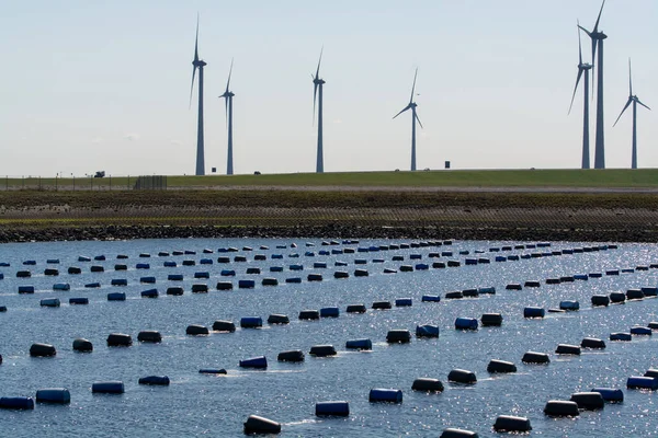 Hollanda, Bruinisse, Oosterschelde veya Grevelingen haliçlerinde midye yetiştiriciliği. Arka plan Grevelingen Barajı, Delta iş ve yel değirmenlerinin bir parçası.