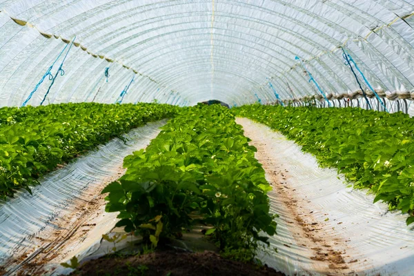 Aanplantingen Van Bloeiende Aardbeiplanten Die Groeien Open Kas Constructies Bedekt — Stockfoto