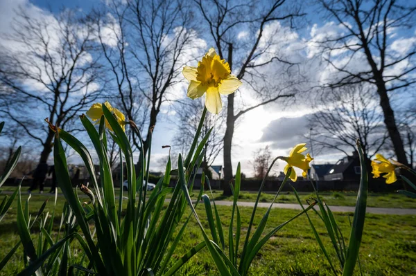 Jarní Květy Velkých Žlutých Narcisů Narcis Dekorativní Rostliny Městských Parcích — Stock fotografie