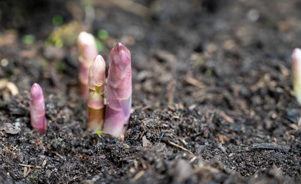 Asaparagus Pflanzen Die Frühjahr Auf Einem Acker Aus Nächster Nähe — Stockfoto