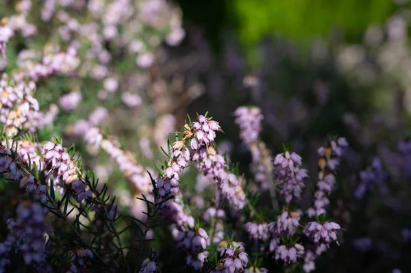 Kwiat Jasnofioletowych Wrzosowisk Ogrodzie Wiosennym Bliska — Zdjęcie stockowe