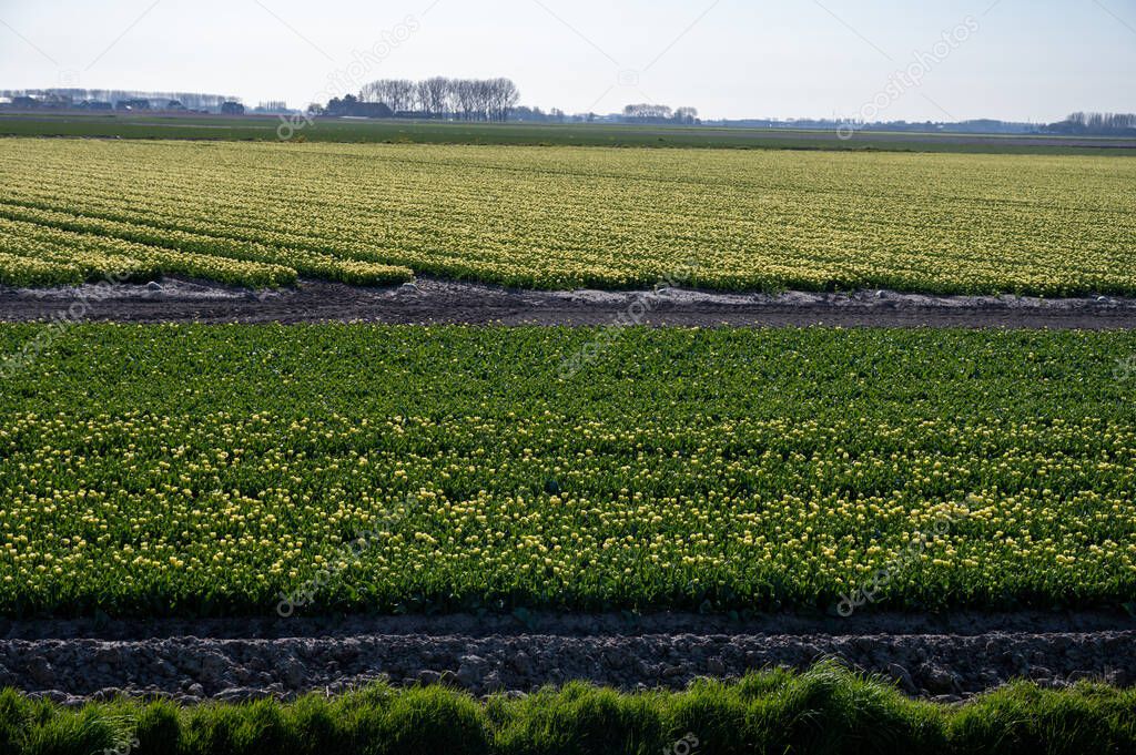 Tulips bulbs production in Netherlands, colorful spring fields with blossoming tulip flowers in Zeeland