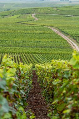 Montagne de Reims 'deki ünlü şampanyaların yeşil Pinot Noir Grand Cru üzüm bağlarının manzarası Verzenay yakınlarında şampanya, Fransa' da şarap yapımı
