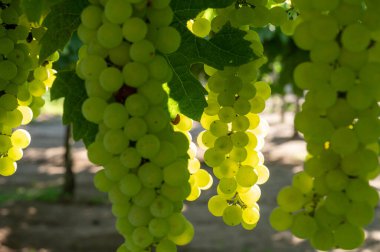 Terracina, Lazio, İtalya yakınlarındaki üzüm bağlarında olgunlaşan beyaz şarap muscat üzümleri.