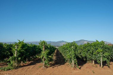 Terracina, Lazio, İtalya yakınlarındaki üzüm bağlarında olgunlaşan beyaz şarap muscat üzümleri.