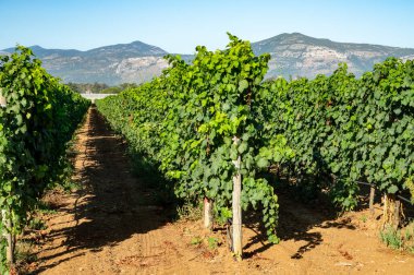 Terracina, Lazio, İtalya yakınlarındaki üzüm bağlarında olgunlaşan beyaz şarap muscat üzümleri.