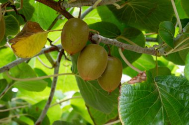Meyve bahçesinde taze taze kivi meyveleri, güneşli bir günde kivi tarlaları.