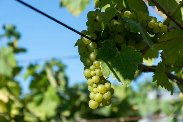 Klasar Vita Vin Muscat Druvor Mognar Solljus Vingårdar Nära Terracina — Stockfoto