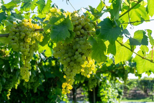 Trossen Witte Wijn Muskaatdruiven Rijpende Zonlicht Wijngaarden Bij Terracina Lazio — Stockfoto