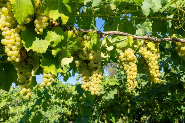 Trossen Witte Wijn Muskaatdruiven Rijpende Zonlicht Wijngaarden Bij Terracina Lazio — Stockfoto