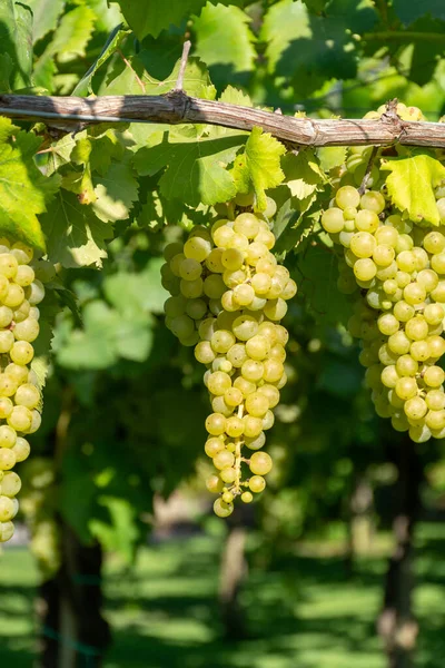 Winogrona Muscat Dojrzewające Słońcu Winnicach Pobliżu Terracina Lacjum Włochy — Zdjęcie stockowe