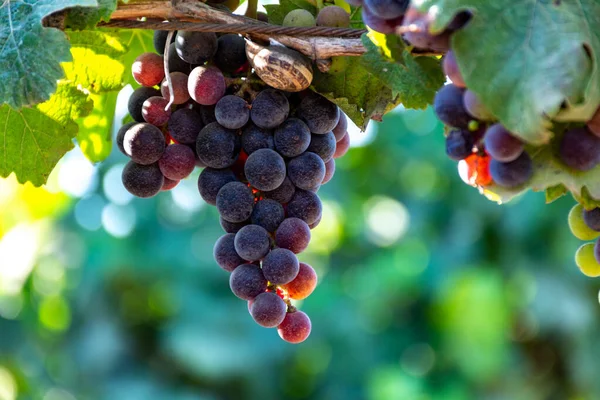 Bunches Red Wine Merlot Grapes Ripening Green Vineyards Terracina Lazio — Stock Photo, Image