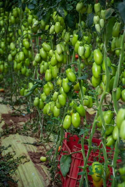 San Marzano Saláta Vagy Szószos Paradicsom Termesztése Üvegházban Lazióban Mezőgazdaság — Stock Fotó