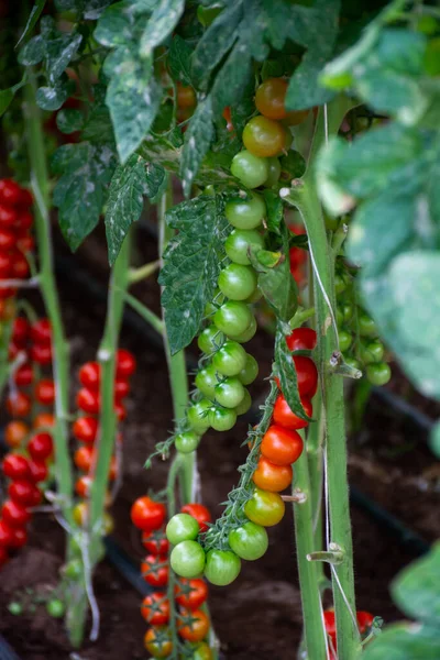 Anbau Von Rotem Salat Oder Sauce Tomaten Gewächshäusern Latium Landwirtschaft — Stockfoto