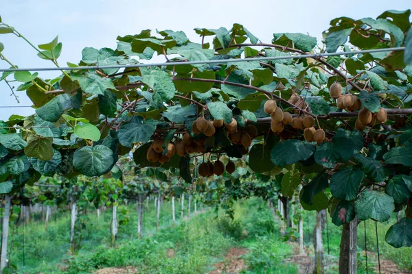 Meyve bahçesinde taze taze kivi meyveleri, güneşli bir günde kivi tarlaları.