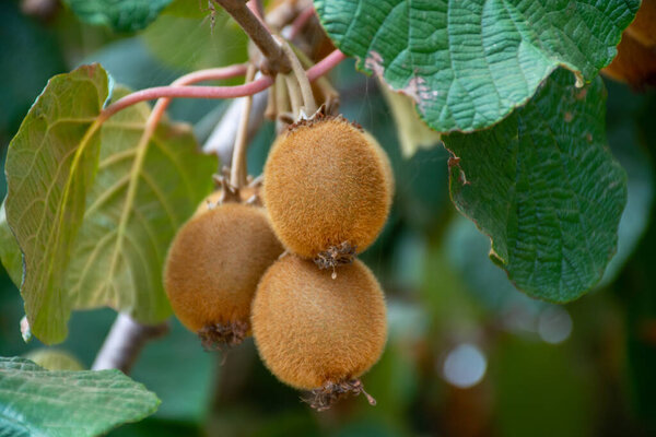 Новый урожай спелых зеленых фруктов киви в саду, плантации киви в солнечный день