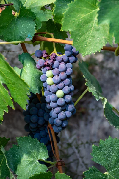 Racimos Uvas Merlot Vino Tinto Madurando Viñedos Verdes Campo Soriano — Foto de Stock