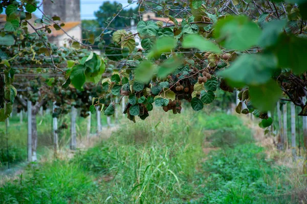 Termés Érett Zöld Kivi Gyümölcsök Gyümölcsösben Kivi Ültetvények Napsütéses Napon — Stock Fotó