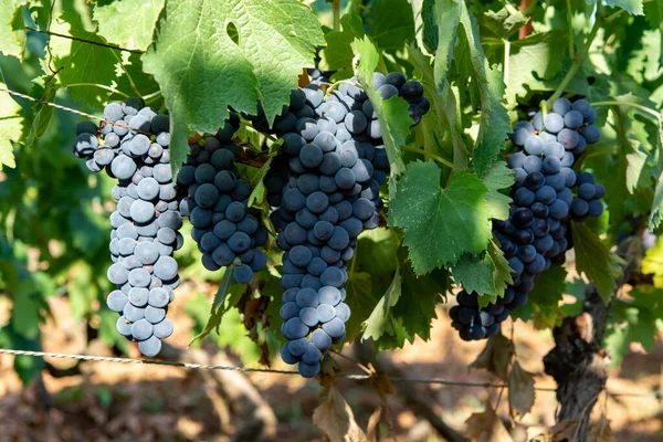 Bunches Uvas Merlot Vinho Tinto Amadurecendo Vinhas Verdes Campo Soriano — Fotografia de Stock