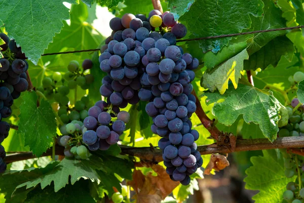 イタリア ラツィオ州テラチーナ近郊のカンポ ソリアーノにある緑豊かなブドウ畑で熟成する赤ワインメルロブドウの房 — ストック写真
