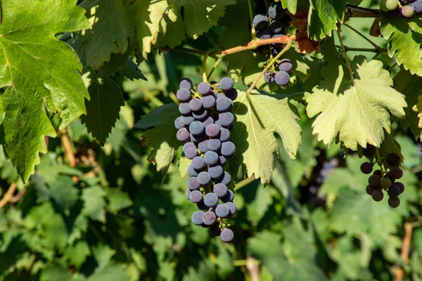 Vörösboros Merlot Szőlőfürtök Érlelődik Zöld Szőlők Campo Soriano Közelében Terracina — Stock Fotó