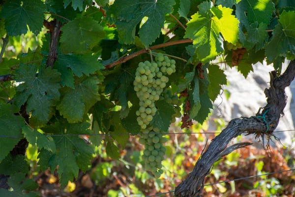 Bunches White Wine Trebbiano Grapes Amadurecing Sunlights Vineyards Terracina Lazio — Fotografia de Stock