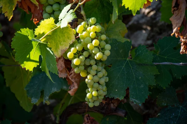 Bunches White Wine Trebbiano Grapes Ripening Sunlights Vineyards Terracina Lazio — Stock Photo, Image