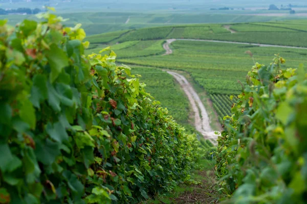 Uitzicht Groene Pinot Noir Grand Cru Wijngaarden Van Beroemde Champagne — Stockfoto