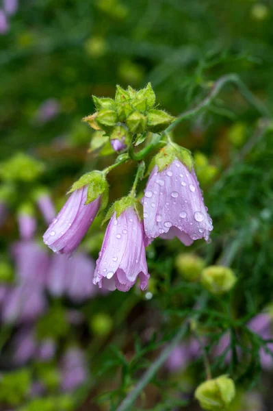 Wassertropfen Auf Wilden Lila Glockenblumen Bergwald Nach Regen — Stockfoto