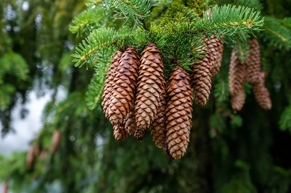 Natureza Fundo Abeto Sempre Verde Livre Com Cones Castanhos Afogando — Fotografia de Stock