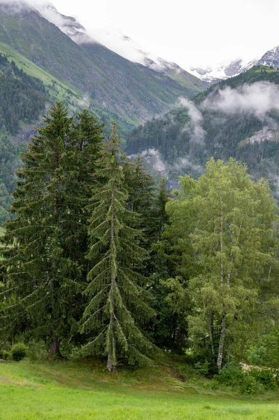 Blick Auf Grüne Fichten Und Kiefernwälder Und Wiesen Der Nähe — Stockfoto