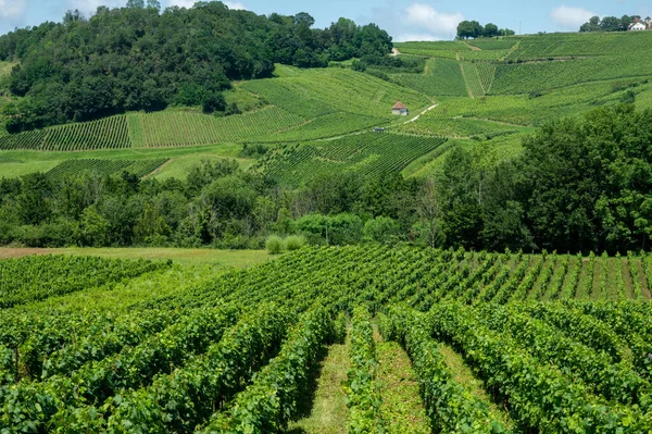 Panoramisch Uitzicht Groene Heuvelachtige Wijngaarden Nabij Wijndorp Chateau Chalon Regio — Stockfoto