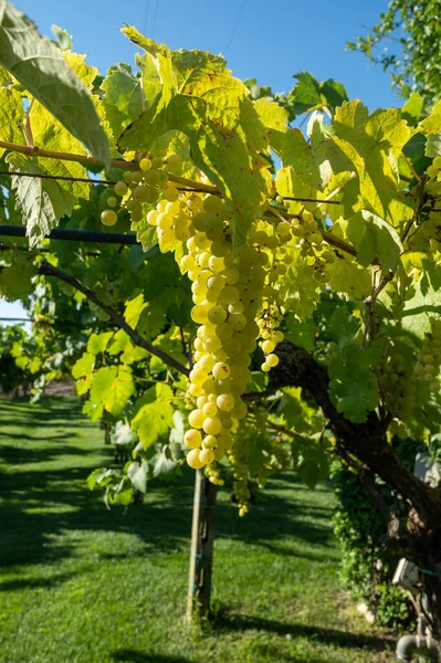 Bunches White Wine Muscat Grapes Ripening Sunlights Vineyards Terracina Lazio — Stock Photo, Image