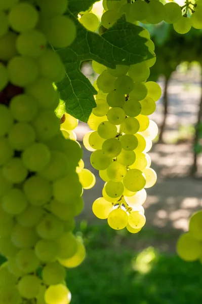 Des Grappes Raisins Musqués Vin Blanc Mûrissent Aux Rayons Soleil — Photo