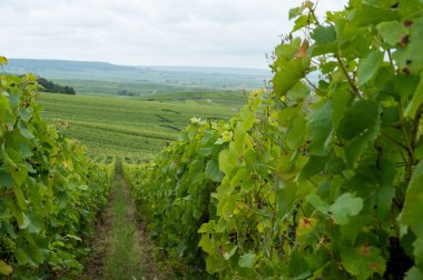 Montagne de Reims 'deki ünlü şampanyaların yeşil Pinot Noir Grand Cru üzüm bağlarının manzarası Verzenay yakınlarında şampanya, Fransa' da şarap yapımı