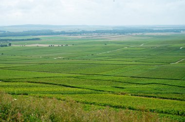 Montagne de Reims 'deki ünlü şampanyaların yeşil Pinot Noir Grand Cru üzüm bağlarının manzarası Verzenay yakınlarında şampanya, Fransa' da şarap yapımı